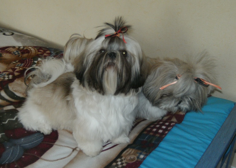 Frimousse & Haltess 