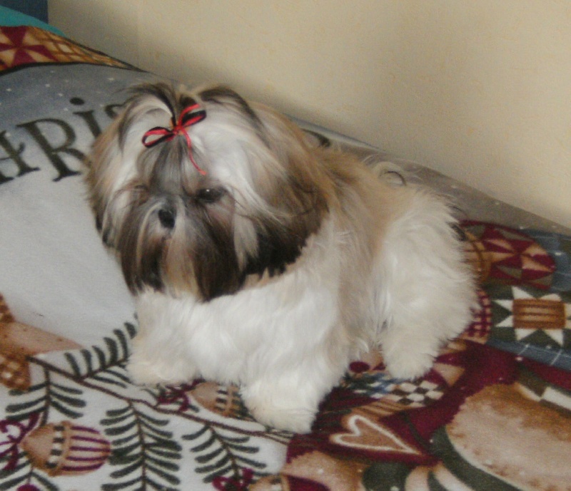 Haltess de la Divine Frimousse