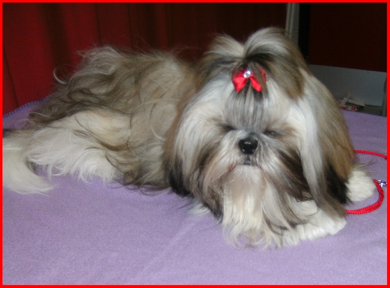 Expo canine 30.04.11 (Amiens)