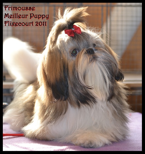 Expo canine 5.03.11 (Flixecourt) 