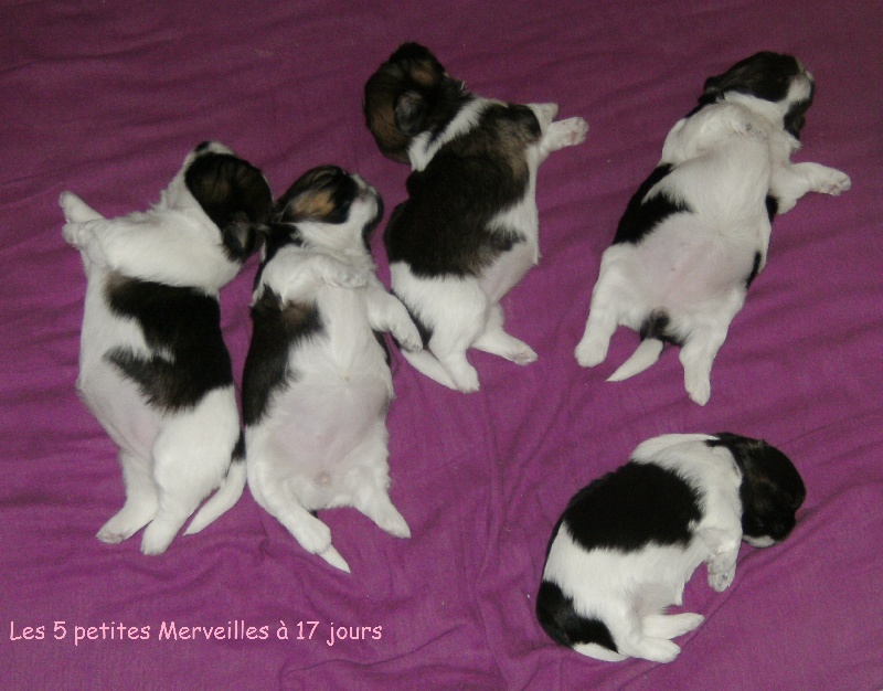 Chiot Shih Tzu De La Divine Frimousse